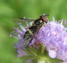 Attēlu rezultāti vaicājumam “Dasysyrphus tricinctus”