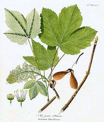Attēlu rezultāti vaicājumam “Acer pseudoplatanus fruit”
