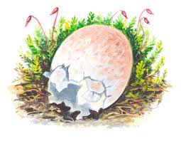 Attēlu rezultāti vaicājumam “Erithacus rubecula eggs”