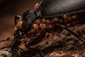 Attēlu rezultāti vaicājumam “Poecilochirus sp.”