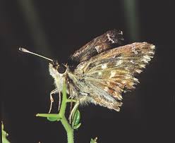 Attēlu rezultāti vaicājumam “Carcharodus floccifera underside”