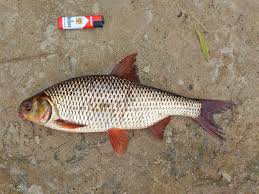 Image result for Rutilus heckelii