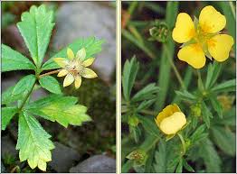 Image result for Potentilla tormentilla