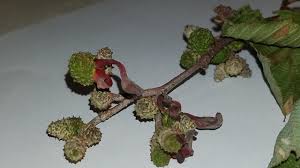 Attēlu rezultāti vaicājumam “Taphrina padi”