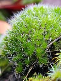 Attēlu rezultāti vaicājumam “Campylopus introflexus”