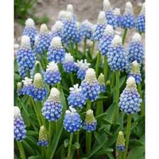 Attēlu rezultāti vaicājumam “Muscari armeniacum flower”