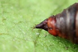 Attēlu rezultāti vaicājumam “Electrophaes corylata”