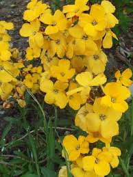 Image result for Cheiranthus cheiri