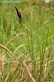 Attēlu rezultāti vaicājumam “Carex acutiformis”