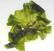 Attēlu rezultāti vaicājumam “Chlorophyta”