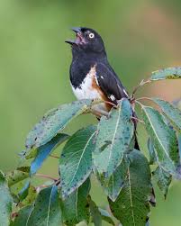 Image result for Pipilo erythrophthalmus