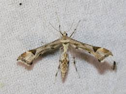 Attēlu rezultāti vaicājumam “Platyptilia gonodactyla imago”