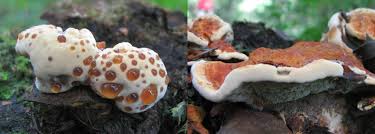 Attēlu rezultāti vaicājumam “Inonotus radiatus”