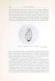 Attēlu rezultāti vaicājumam “Chionaspis salicis”