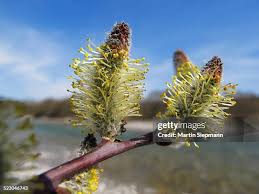 Attēlu rezultāti vaicājumam “Salix purpurea male flower”