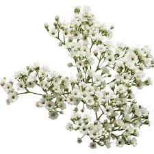Attēlu rezultāti vaicājumam “Gypsophila paniculata”