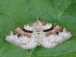 Attēlu rezultāti vaicājumam “Xanthorhoe designata”