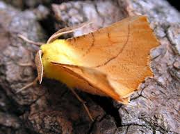 Attēlu rezultāti vaicājumam “Ennomos alniaria”