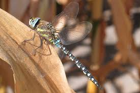 Attēlu rezultāti vaicājumam “Aeshna mixta”