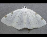 Attēlu rezultāti vaicājumam “Lomographa bimaculata”