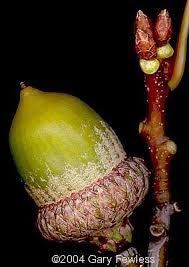 Attēlu rezultāti vaicājumam “Quercus rubra bud”