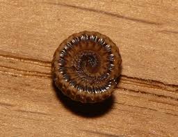 Attēlu rezultāti vaicājumam “Craspedosoma rawlinsi”