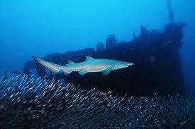 Image result for Carcharias taurus