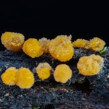 Attēlu rezultāti vaicājumam “Bactridium flavum”