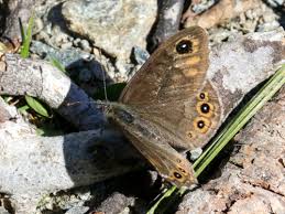 Attēlu rezultāti vaicājumam “Lasiommata petropolitana upperside”