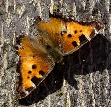 Attēlu rezultāti vaicājumam “Nymphalis xanthomelas underside”