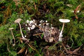 Attēlu rezultāti vaicājumam “Collybia tuberosa”