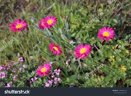 Image result for Chrysanthemum ptarmiciflorum