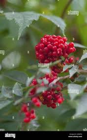 Attēlu rezultāti vaicājumam “Sambucus racemosa fruit”