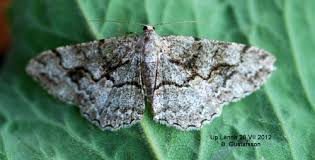 Attēlu rezultāti vaicājumam “Alcis repandata”