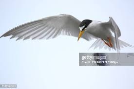 Attēlu rezultāti vaicājumam “Sternula albifrons”