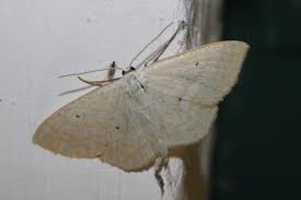 Attēlu rezultāti vaicājumam “Scopula floslactata”