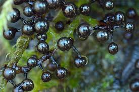 Attēlu rezultāti vaicājumam “Lamproderma debile sessile”