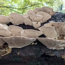 Attēlu rezultāti vaicājumam “Tubifera magna young”