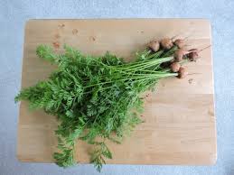 Attēlu rezultāti vaicājumam “Daucus carota subsp. carota fruit”