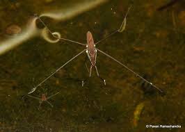 Attēlu rezultāti vaicājumam “Gerridae”