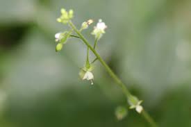 Attēlu rezultāti vaicājumam “Circaea lutetiana bud”