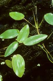 Attēlu rezultāti vaicājumam “Potamogeton natans”