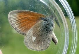 Attēlu rezultāti vaicājumam “Coenonympha glycerion”