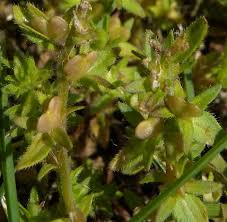 Attēlu rezultāti vaicājumam “Veronica arvensis leaf”