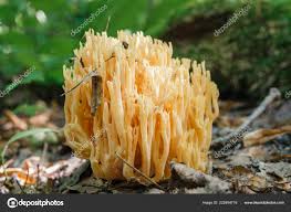 Attēlu rezultāti vaicājumam “Ramaria flava”