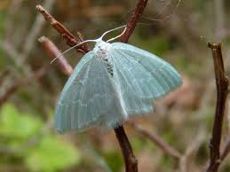 Attēlu rezultāti vaicājumam “Jodis putata”