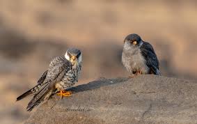 Image result for Falco amurensis