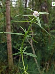 Attēlu rezultāti vaicājumam “Epilobium palustre flower”