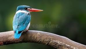 Attēlu rezultāti vaicājumam “Alcedo atthis adult”