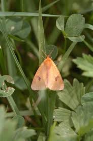 Attēlu rezultāti vaicājumam “Diacrisia sannio male”